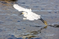 Snowy-Egret;Egret;Egretta-thula;One;one-animal;avifauna;bird;birds;feather;feath
